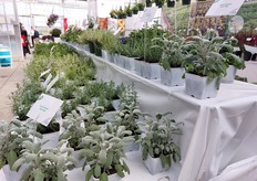 Green oasis of Hishtil plants .In front: Salvia Snow Flake